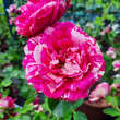 Rose 'Duke of Edinburgh': Bild 1/1