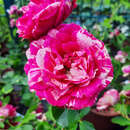 Rose 'Duke of Edinburgh' - Englische Strauchrose