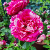 Rose 'Duke of Edinburgh' - Englische Strauchrose