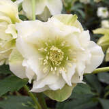 Helleborus orientalis 'Double Ellen White' - Schneerose