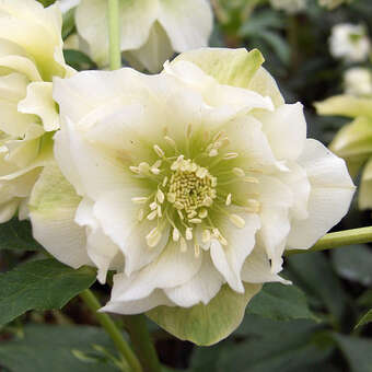 Helleborus orientalis 'Double Ellen White'