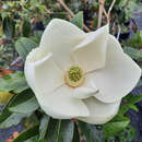 Magnolia grandiflora 'Little Gem' - Immergrüne Magnolie