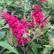 Buddleja davidii 'Little Ruby': Bild 3/5