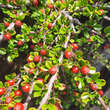 Cotoneaster horizontalis: Bild 4/5