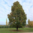 Quercus frainetto: Bild 6/7