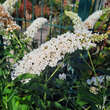 Buddleja davidii 'White Profusion': Bild 3/4