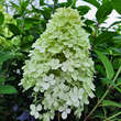 Hydrangea paniculata 'Bobo': Bild 6/7