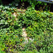 Actinidia deliciosa 'Hayward': Bild 5/5