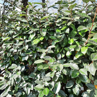 Elaeagnus ebbingei