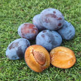 Prunus domestica 'Hanita' - Zwetschke