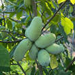 Asimina triloba 'Ithaca': Bild 4/4