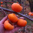 Diospyros kaki 'Vindobona': Bild 1/9