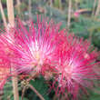Albizia julibrissin 'Chocolate Fountain': Bild 2/6