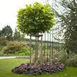 Liriodendron tulipifera 'Edward Gursztyn': Bild 3/3