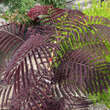 Albizia julibrissin 'Summer Chocolate': Bild 2/3