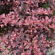 Berberis thunbergii 'Rose Glow': Bild 3/7