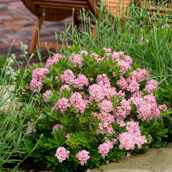 Rhododendron 'Bloombux Magenta'