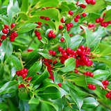 Ilex aquifolium 'J.C. van Tol' - Stechpalme