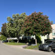 Aesculus carnea 'Briotii': Bild 7/7