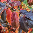 Sycoparrotia semidecidua: Bild 2/2