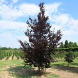 Fagus sylvatica 'Spaethiana' - Veredelte Blutbuche