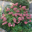 Hydrangea paniculata 'Vanille Fraise': Bild 6/10