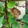 Actinidia deliciosa 'Hayward': Bild 3/5