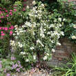 Cistus laurifolius: Bild 6/6