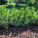 Prunus laurocerasus 'Sofia' - Kirschlorbeer