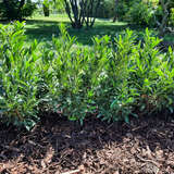 Prunus laurocerasus 'Sofia' - Kirschlorbeer