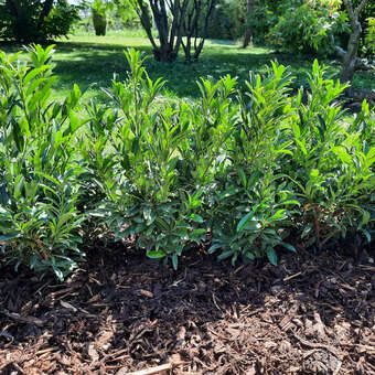 Prunus laurocerasus 'Sofia'