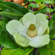 Magnolia grandiflora 'Francois Treyve': Bild 1/9