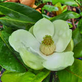 Magnolia grandiflora 'Francois Treyve' - Immergrüne Magnolie
