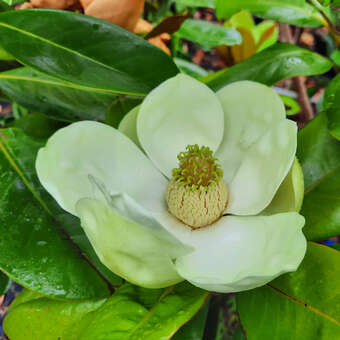 Magnolia grandiflora 'Francois Treyve'