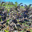 Sambucus nigra 'Black Tower': Bild 4/4