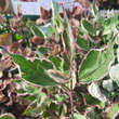 Cornus alba 'Miracle': Bild 1/5