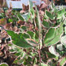Cornus alba 'Miracle' - Buntblättriger Hartriegel
