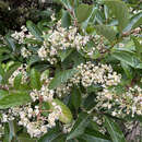 Photinia fraseri 'Little Red Robin' - Glanzmispel