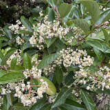 Photinia fraseri 'Little Red Robin' - Glanzmispel