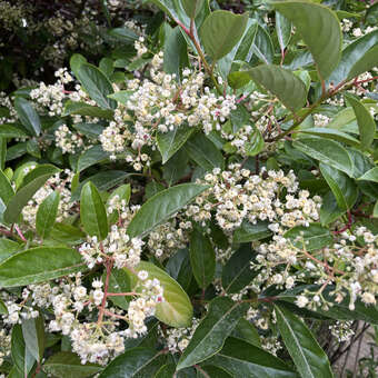 Photinia fraseri 'Little Red Robin'