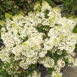 Hydrangea paniculata 'Bobo': Bild 2/7