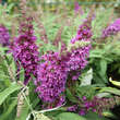 Buddleja davidii 'Little Purple': Bild 6/6
