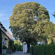 Aesculus hippocastanum: Bild 5/10