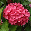 Hydrangea macrophylla 'Masja': Bild 4/4