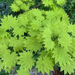 Acer shirasawanum 'Aureum': Bild 1/8