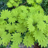 Acer shirasawanum 'Aureum' - Goldblatt-Japanahorn