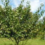 Cudrania tricuspidata 'Adam' - Seidenraupenbaum