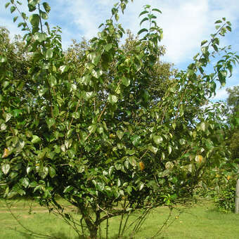 Cudrania tricuspidata 'Adam'