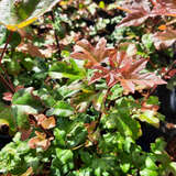 Acer ’Orientalia’ - Orientalischer Ahorn