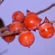 Diospyros virginiana 'SAA Pieper': Bild 5/5